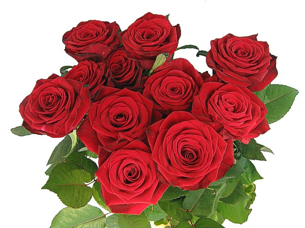 11_roz