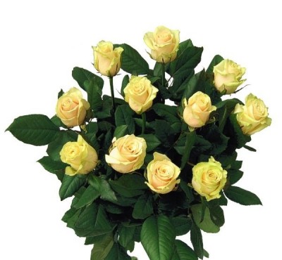 11_zoltych_roz[1]