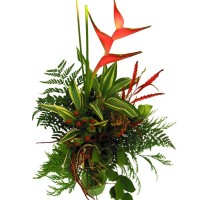 helikonia