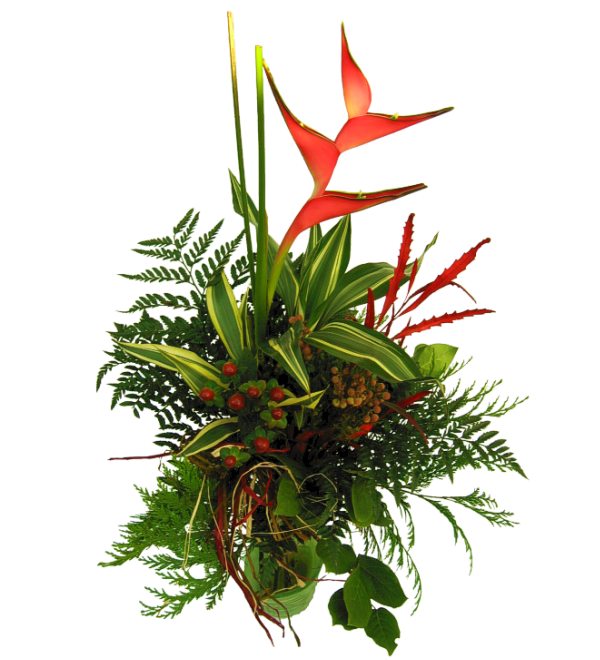 helikonia